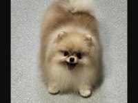 Pomeranian boo 1 yaşında
