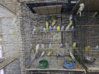 Muhabbet Kuşlarım Yeni Evini Bekliyor