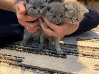 Safkan Çok Tatlı British Shorthair Yavrular