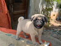 PUG MOPS RIFKI BASIK SURAT GÜL KURUK YAVRULAR SİZLERLE