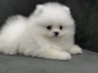 Pomerianan Boo Köpeğimiz