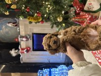 Muhteşem safkan toy poodle