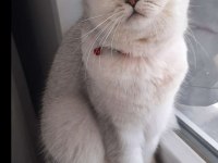 Ücretsiz sahiplendirme 15 aylık british shorthair