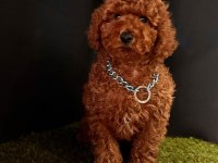 Sevimli Toy Poodle Yavrularımız