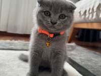 Scottish Fold & British Fold Yeni Yavrular