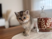 Golden british shorthair yavrular