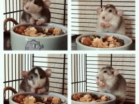 Rat Dumbo Rat Yavrular ve Malzemeleri Adrese Teslim Var