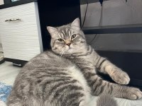 British Shorthair (Gri Renk Erkek)