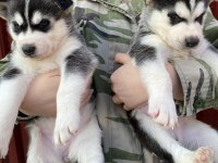 Orijinal sibirya kurdu husky bebekler