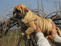 ÜST DÜZEY İNGİLİZ BULLDOG YAVRULAR