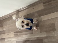 4 yaşında terrier