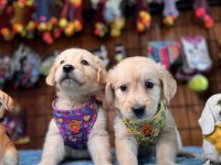 Burkem Ailesi Olarak Irk Garantili Golden Retriever Yavrular