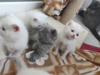 Beyaz British Shorthair