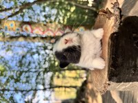 Rezerveye açık netherland dwarf cüce tavşanlar