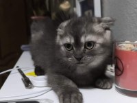 Scottish fold kedimize yuva olurmusun