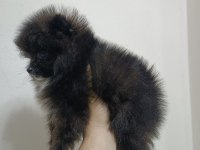 Pomeranian 2 aylık