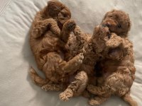 Toy Poodle yavrularımız 50 günlük sağlıklı