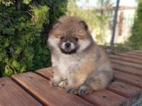 AYI SURAT POMERANİAN 60 GÜNLÜK