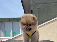 Karbeyaz Pomeranian Boo