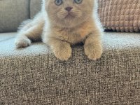 British shorthair dişi kedi yavrusu yuva arıyorum
