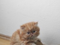 Safkan Portakal Renginde Oyuncu Dişi ve Erkek İran Kediler