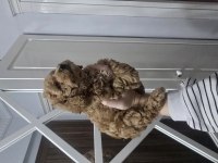 Erkek Toy Poodle
