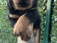 A KALİTE ROTTWEİLER YAVRULAR