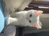 EŞSİZ GÜZELLİKTE YAVRU BRİTİSH SHORTHAİR