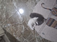 6 Scottish Fold Yavru