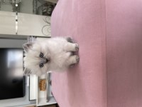 Çok sevimli minnoş british longhair yavrunuz