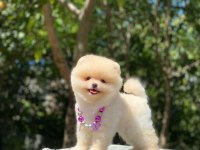 SHOW CLASS ORJİNAL AYI SURAT POMERANİAN BOO YAVRULARIM