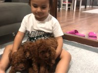Toy Poodle Köpeğimiz