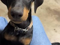 Irkının en iyisi Doberman yavrular kapıda ödeme mevcut