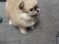 50 günlük pomeranian