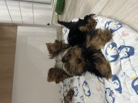 Orijinal erkek yorkshire terrier yavru