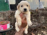 Baby face golden retriever