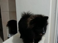 POMERANİAN 8 AYLIK AŞILARI YAPILDI ERKEK