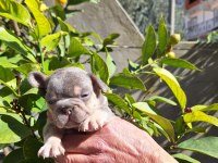 LİLAC TAN ERKEK FRENCH BULLDOG