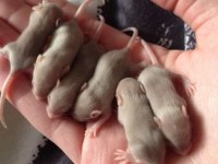 Lab - Rat - Dumbo Rat - Panda Mice Adrese Teslim Mevcut