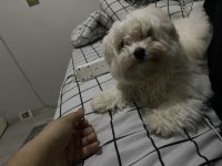 Maltese Terrier 4 aylık köpeğim