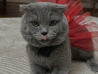 Scottish fold kedimi ücretsiz sahiplendirmek