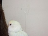 Geveze papağanımı sahiplendiriyorum
