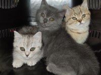 2.5 Aylık British Shorthair Yavrularım