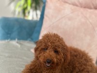 5 aylik erkek toy poodle. 5month old poodle