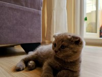 2 aylık erkek scottish fold
