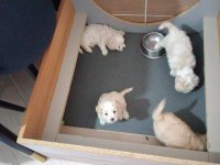 Ankara Maltipoo