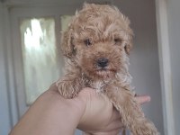 Çeşit Çeşit Maltipoo