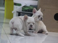 Kaliteli French Bulldog Yavrular