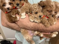 MALTİPOO IRK VE SAĞLIK GARANTİLİ TÜY DÖKMEZ