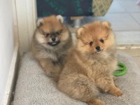 Pomeranian Yavrular